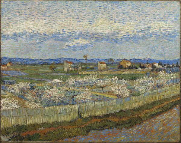 A field of peach trees with houses dotted about; there are mountains in the background.