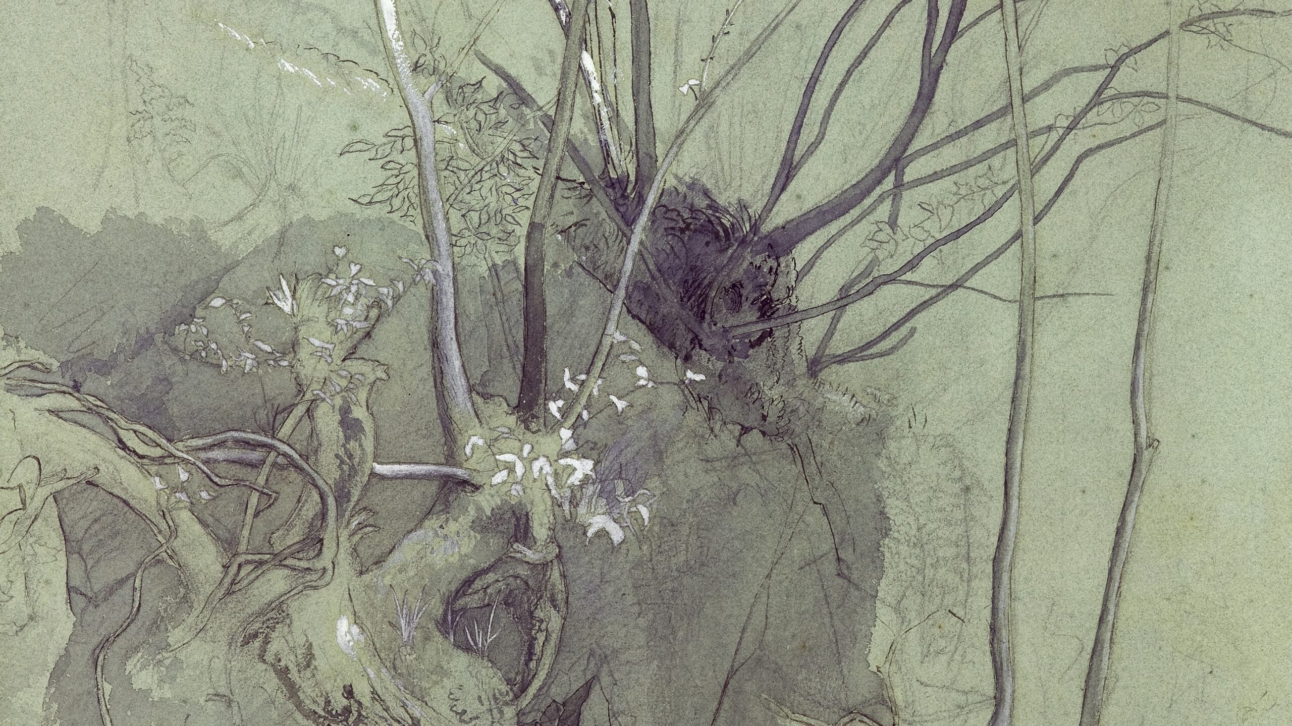 John Ruskin, Tree Studies