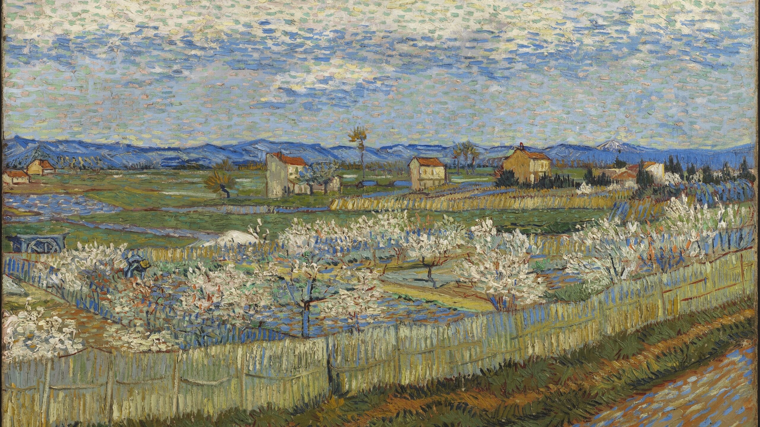 A field of peach trees with houses dotted about; there are mountains in the background.