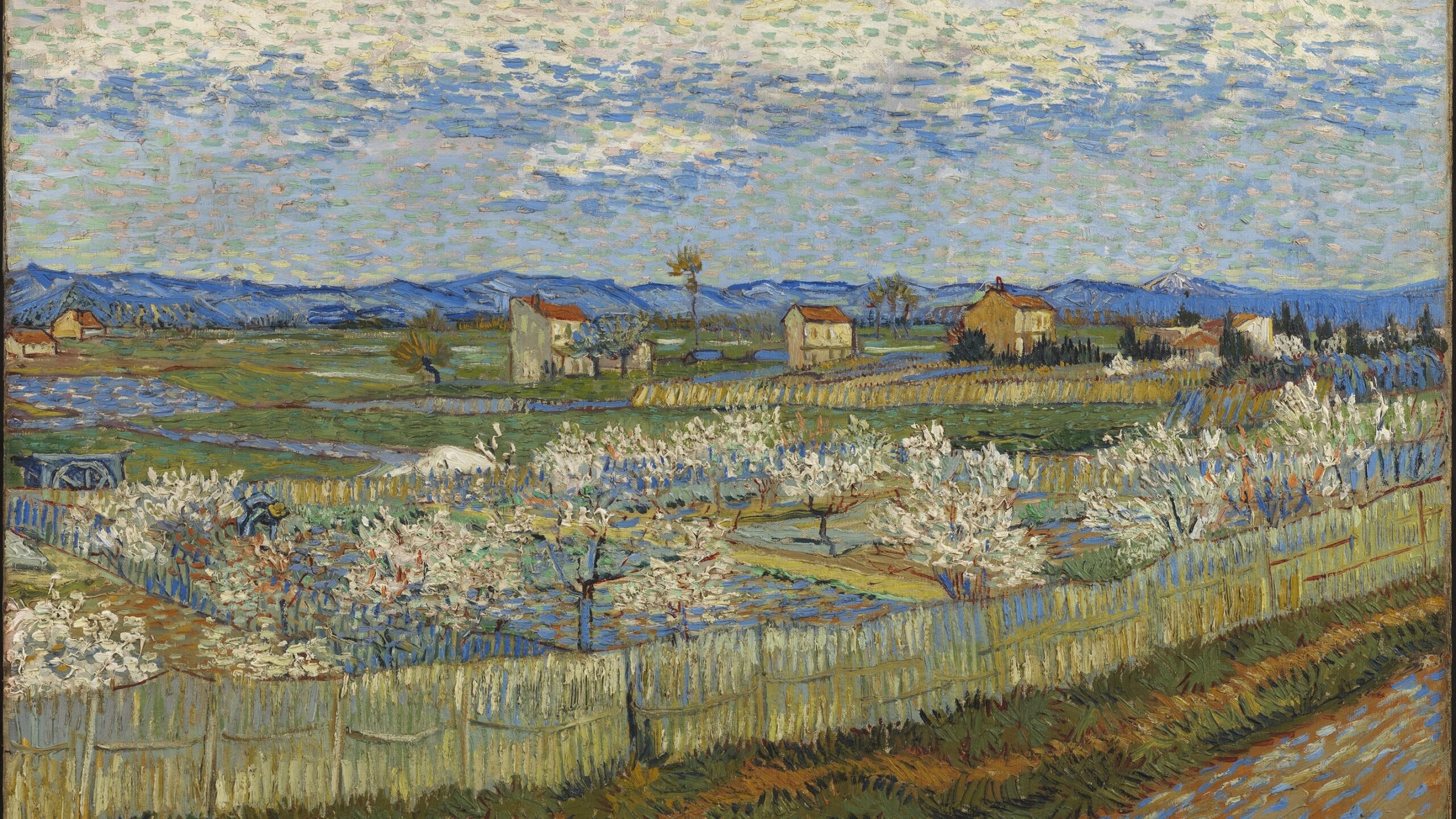 A field of peach trees with houses dotted about; there are mountains in the background.