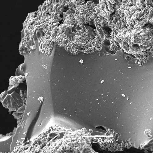 Picture of Amarilli Rava