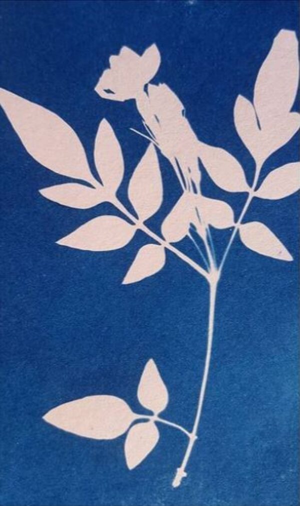 cyanotype