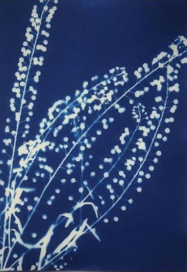 cyanotype