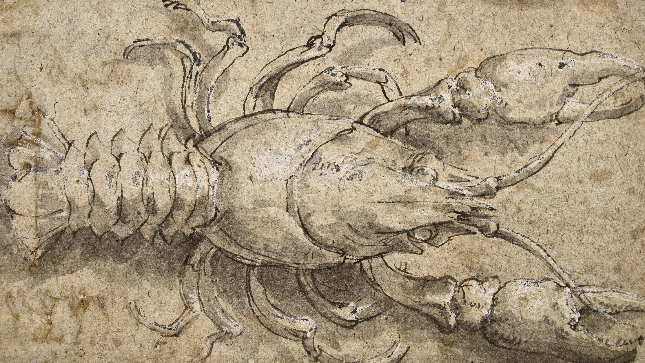 Drawing of crayfish