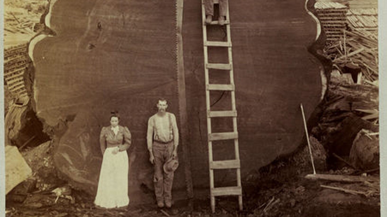 Photograph showing two people standing on the ground against the end of a log which is three times their height. Another figure stands on top of a ladder leaning against the log end.