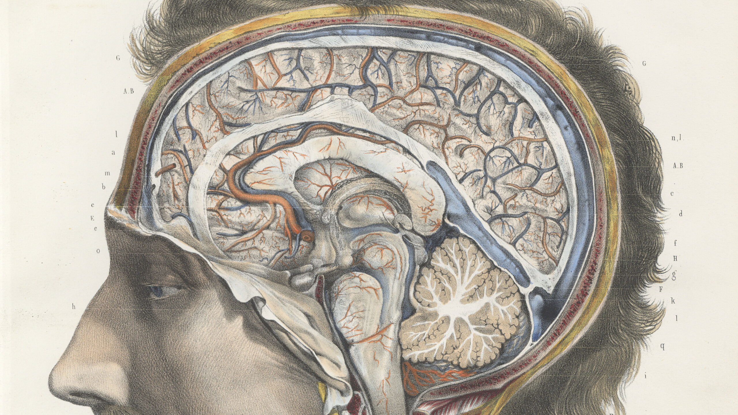Illustration of a section of the brain