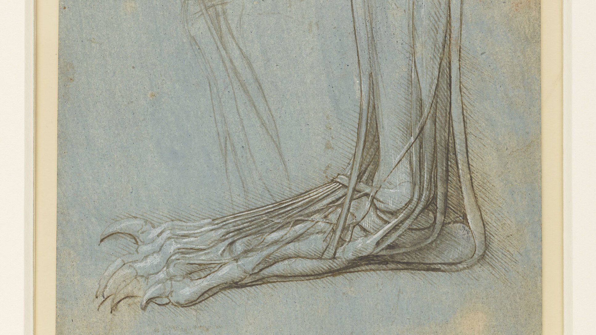 pen drawing of a foot's anatomy