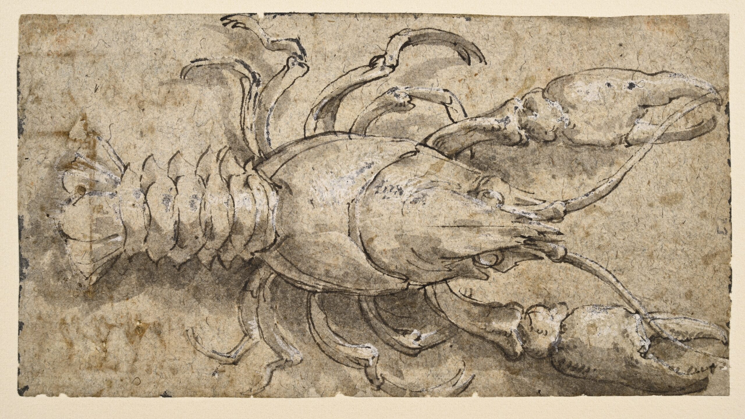 Drawing of a crayfish