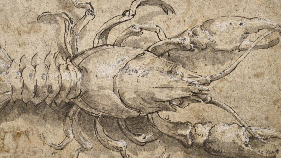 Drawing of a crayfish