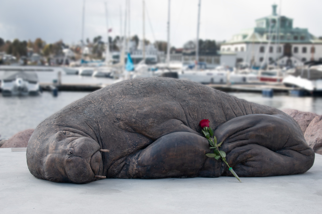 Astri Tonoian, For Our Sins, 2023, bronze, Kongen Marina, Oslo. Lifelike walrus sculpture with a red rose lying against it.