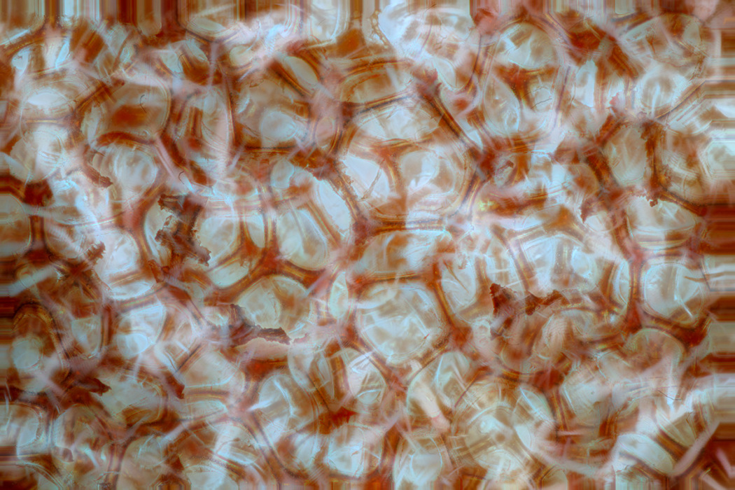 Micrograph of polyurethane foam