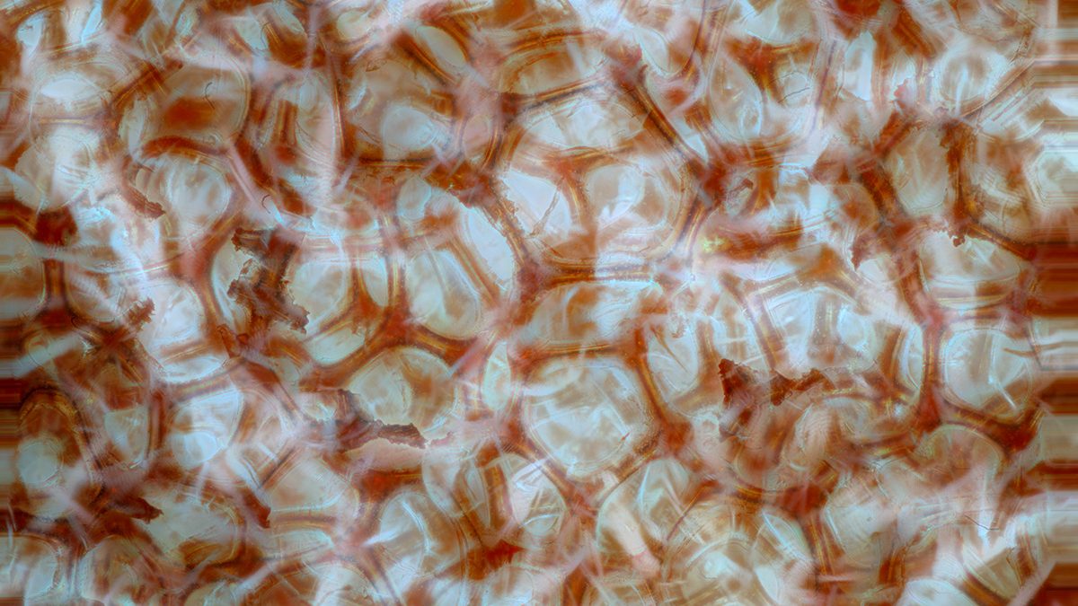 Micrograph of polyurethane foam