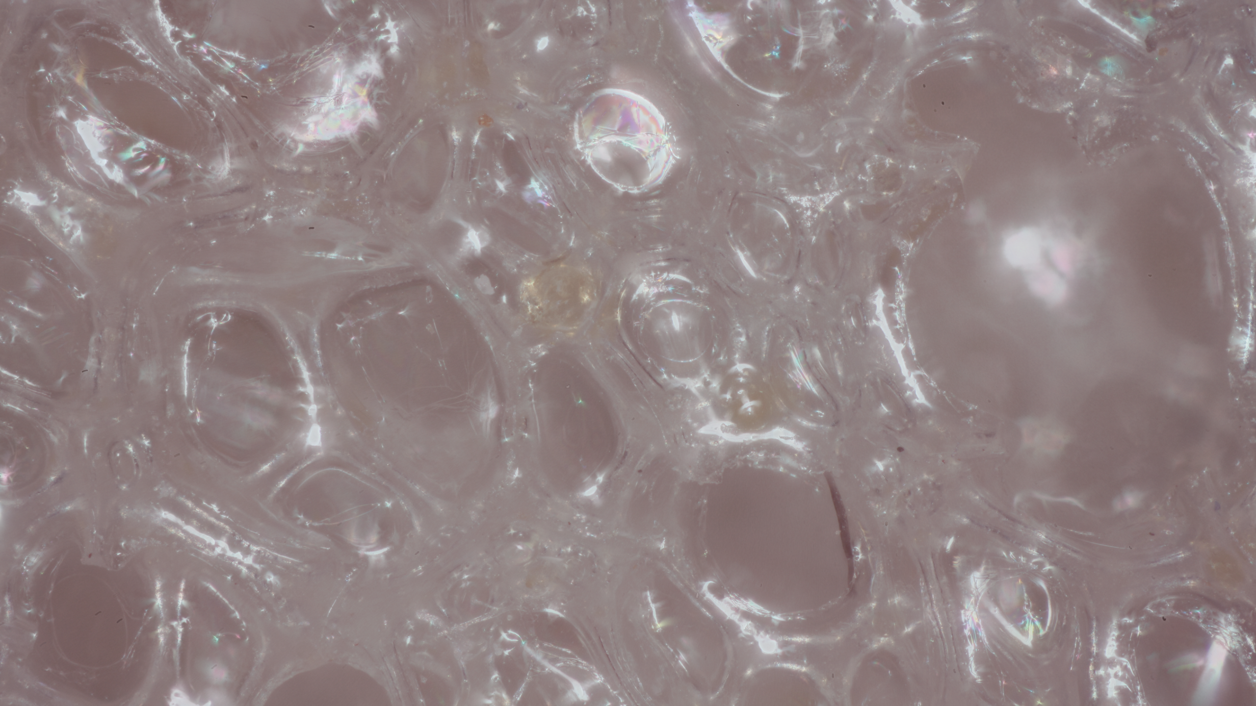 Micrograph of polyurethane foam.