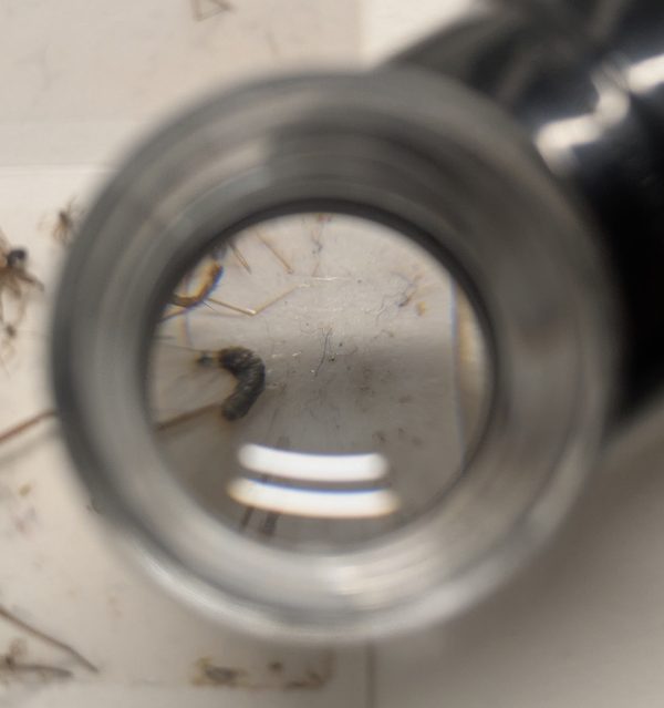 A silverfish caught on a sticky trap, magnified.
