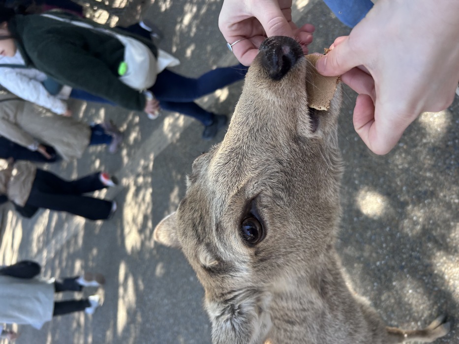 A deer reaches up to eat a wafer from someone's hands.