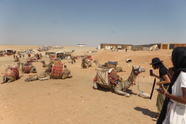 Camels with patterned rugs on their backs sit in front of a desert.